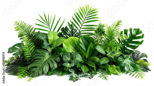 Green leaves of tropical plants bush monstera isolated on a white background