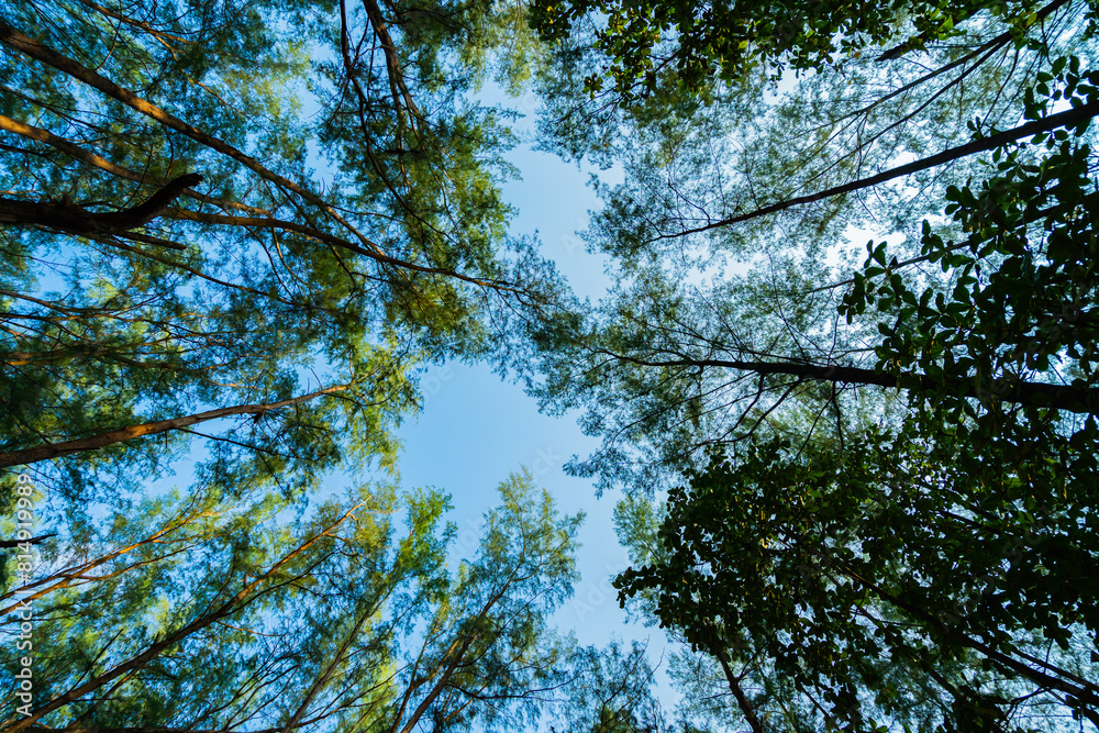 Obraz premium View up to the treetops pine tree tops in forest