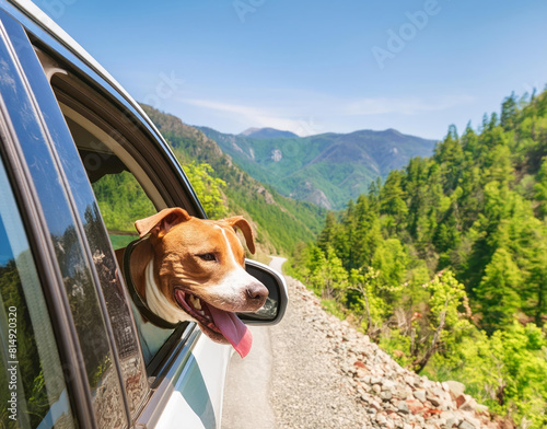 Pitbull Dog Looks out of a White Car on a Mountain Road. AI Generated
