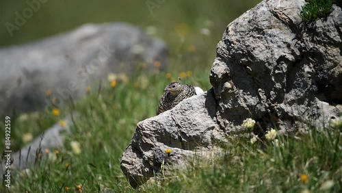 Lagopède alpin (Lagopus mutus) femelle au mois de juin blotti sur un rocher. Alpes. France photo