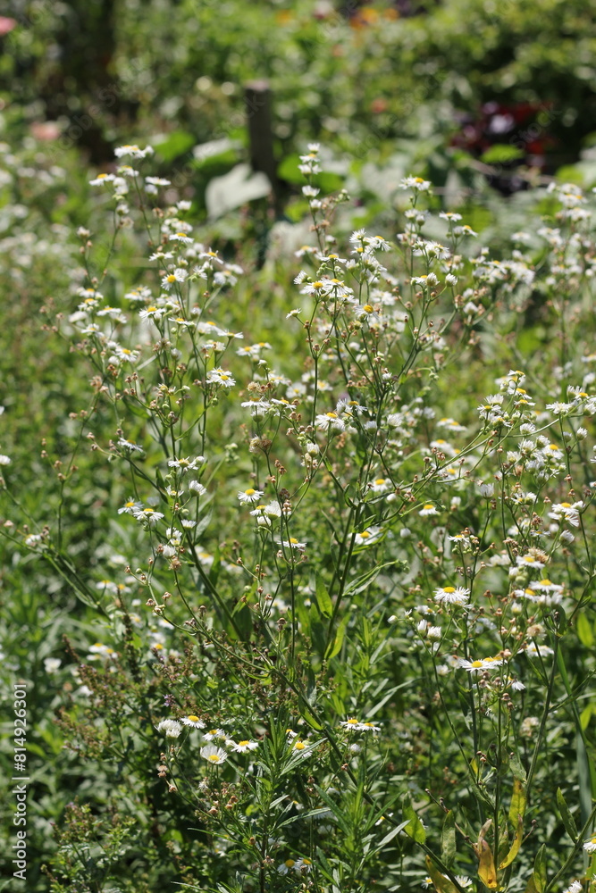 Fototapeta premium flowers in the forest