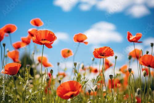 Field of red poppies on the background of the blue sky  background with copy space
