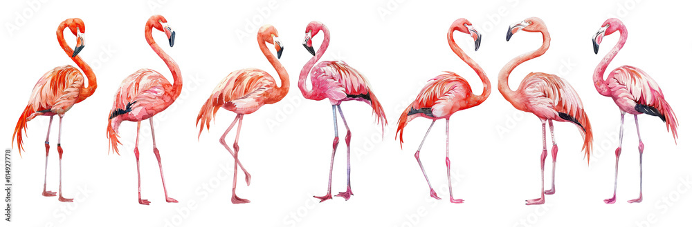 Obraz premium Watercolor set flamingo isolated on transparent background.