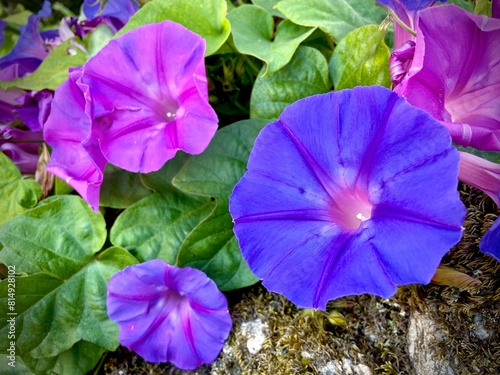 An Ipomoea purpurea plant, with several purple flowers and green leaves