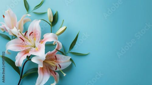 Lily Flower Isolated on Blue Background