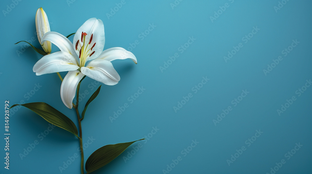 Lily Flower Isolated on Blue Background