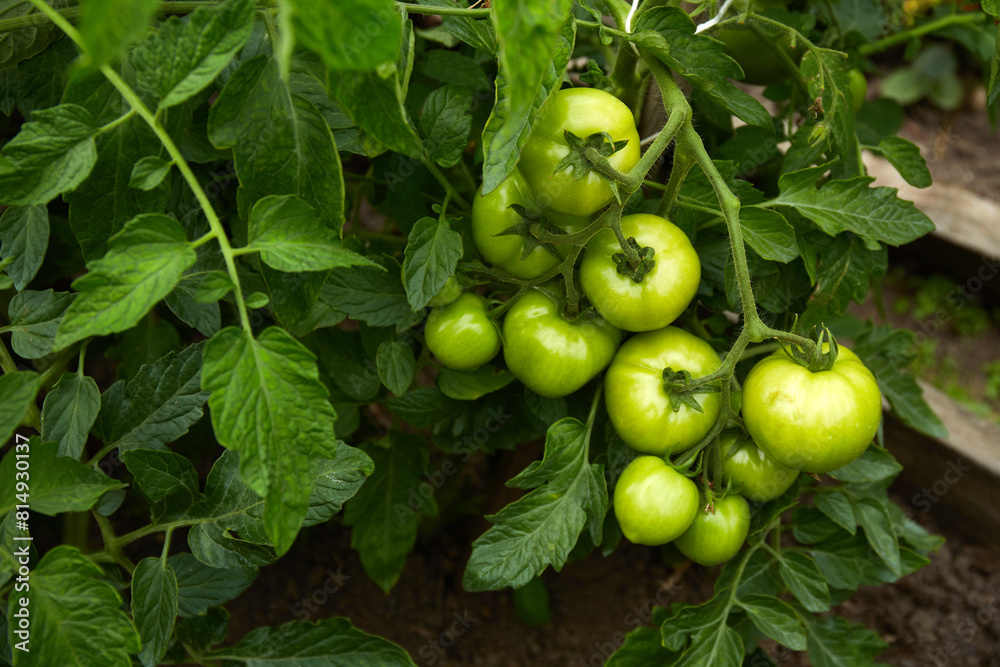 Green tomatoes growth in greenhouse. Organic farming. 