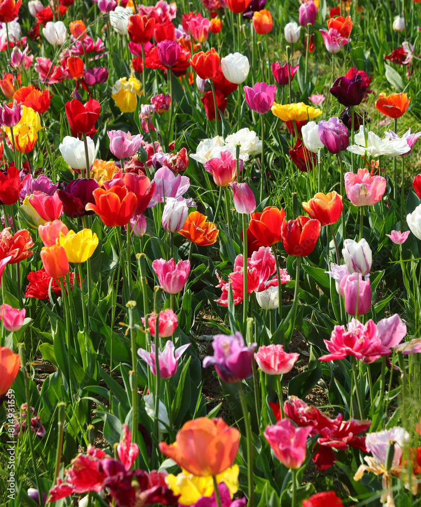 vibrant spring flowerbed of colorful Dutch tulips in full bloom vibrant spring flowerbed of colorful Dutch tulips in full bloom