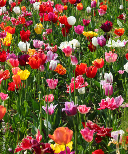 vibrant spring flowerbed of colorful Dutch tulips in full bloom