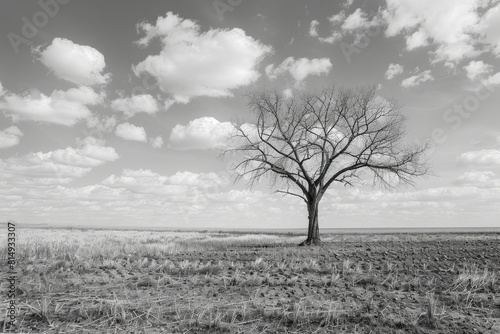 Standing Tall Against the Odds, A Lone Tree's Determination in the Face of Challenges