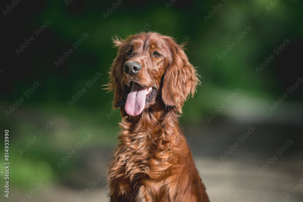 Irish Setter dog breed detail of head in nature