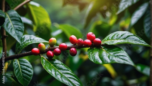 Coffee Farm Delight, Close-Up of Gayo and Coffee Beans on Lush Green Leaf, Agriculture Land. photo