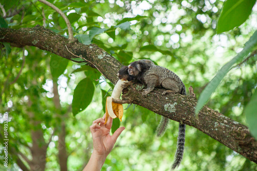 Macaquinho na chácara photo