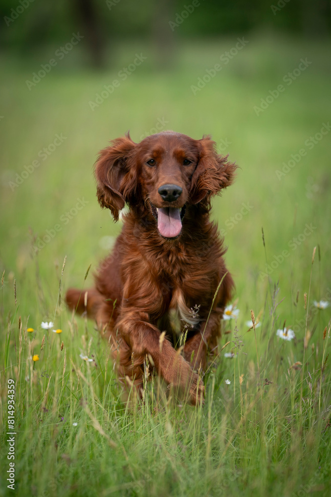 young Irish setter running at the field