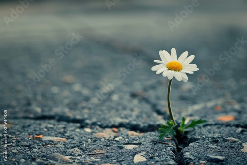 A Solo Daisy's Simple Beauty, The Uncomplicated Charm of a Blooming Daisy © Usama