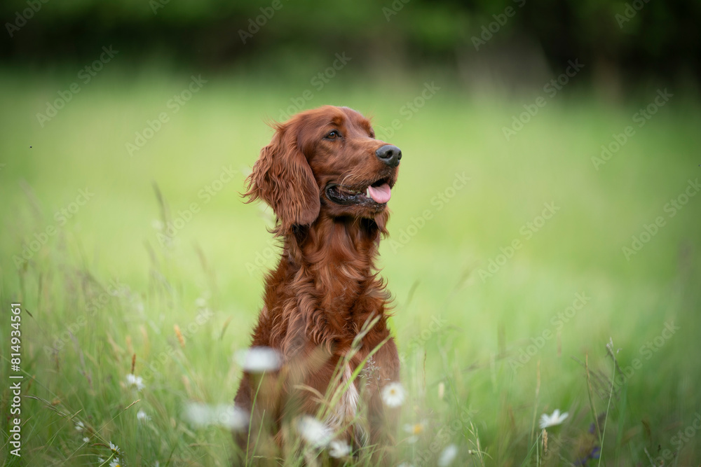 Amazing and young Irish setter dog breed detail of head in the field