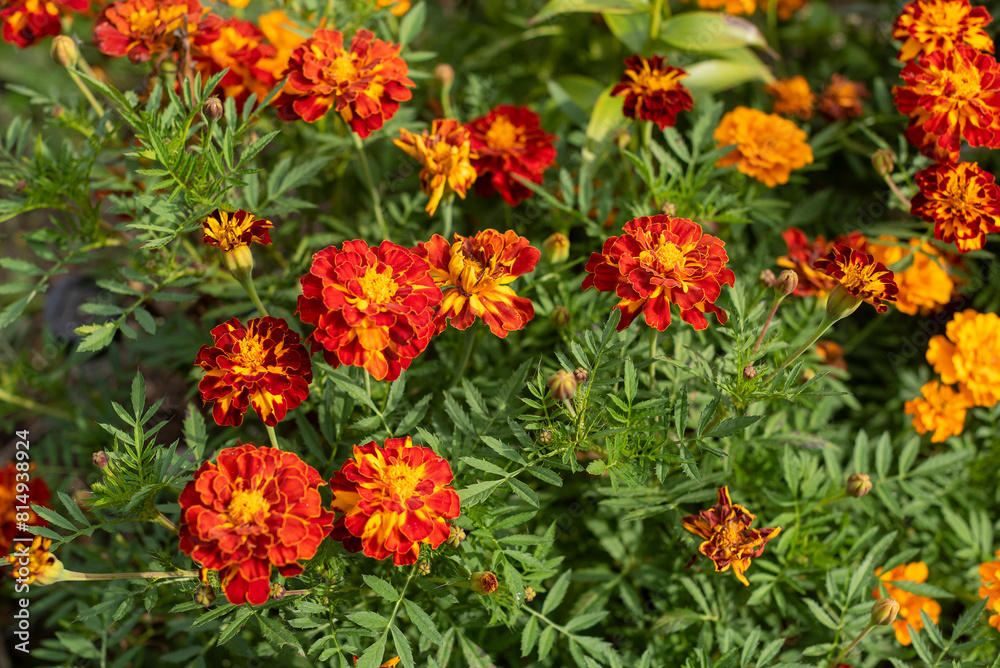 Orange and yellow marigolds flower on a green background, in garden. Orange and yellow marigolds flower on a green background, in garden.