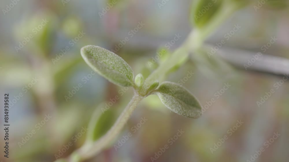Plant of oregano , culinary herb Plant of oregano , culinary herb