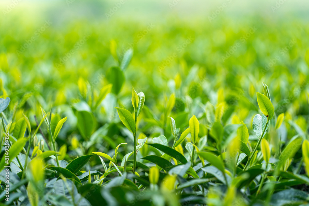 Fresh tea bud and leaves. Tea plantations. Green leaves in a tea plantation in morning, selective focus. Tea Garden in Bangladesh Fresh tea bud and leaves. Tea plantations. Green leaves in a tea plantation in morning, selective focus. Tea Garden in Bangladesh