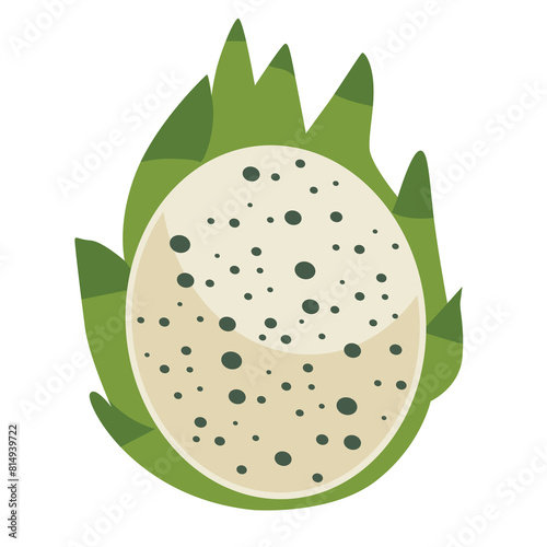 Green dragon fruit vector illustration, pitaya or buah naga cut in half, green pitahaya isolated on white background