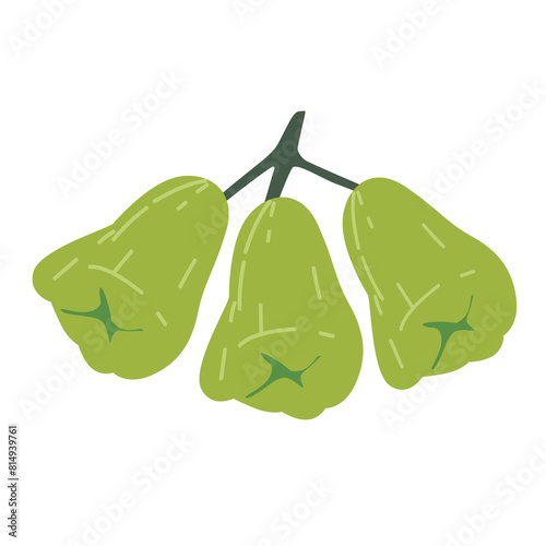 Jambu hijau or jambu air super green vector illustration, green water apple fruit isolated white background, bell fruits or rose apple fruits
