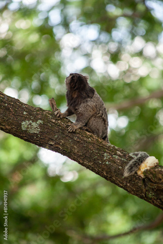 Macaquinho na chácara
