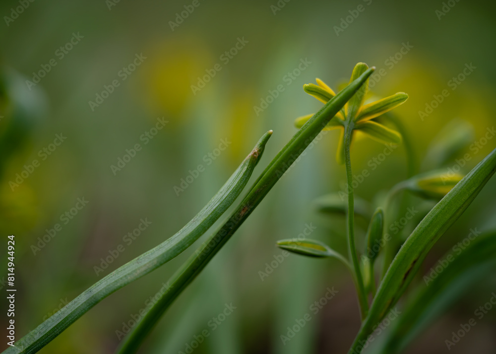 Fototapeta premium blooming flowers in the park