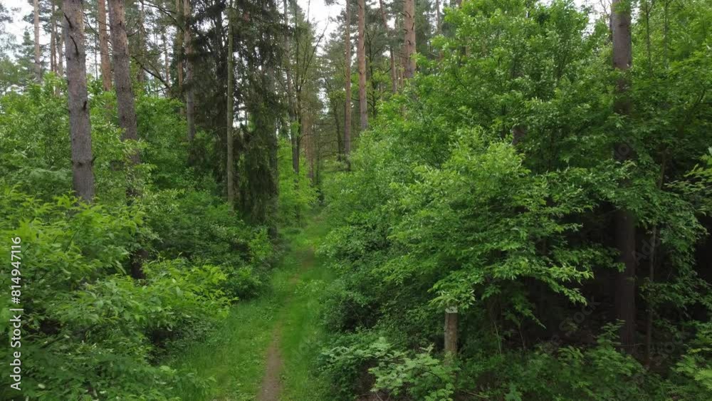 drone flight over a forest path drone flight over a forest path