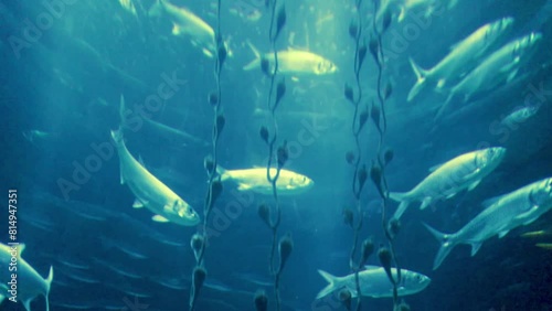 School of sea fish swimming in a large Circular Aquarium Tank. photo