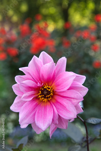 Pink peony-flowered Dahlia photo