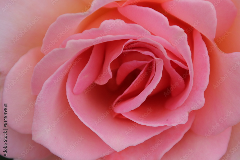 薔薇の花のクローズアップ 薔薇の花のクローズアップ