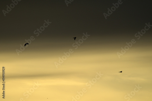 Agro-Steppe Wetland's Sky at Dusk with Harriers Returning to Roost, Spain