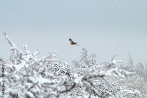 Pallid Harrier (Circus macrourus) flying over a Snowed Forest Landscape, Uzbekistan