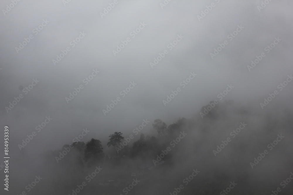 Fototapeta premium fog in the forest