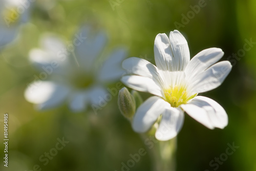 Yaskolka is a white close-up of Cerastium. Beautiful macro flowers on a blurred background. Low depth of field. Natural floral background for the design. A gentle spring greeting card. Gardening photo