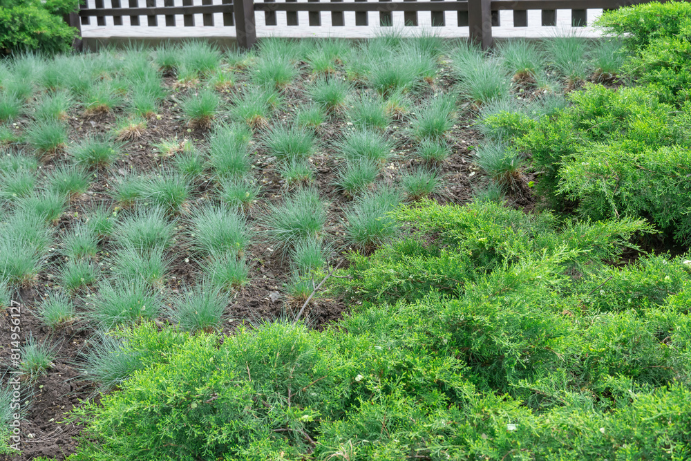 Green seedlings of juniper horizontal and fescue meadow grow in park. Herbaceous plant festuca pratensis and juniperus horizontalis for gardening and planting. Decorative natural hedge in green color.