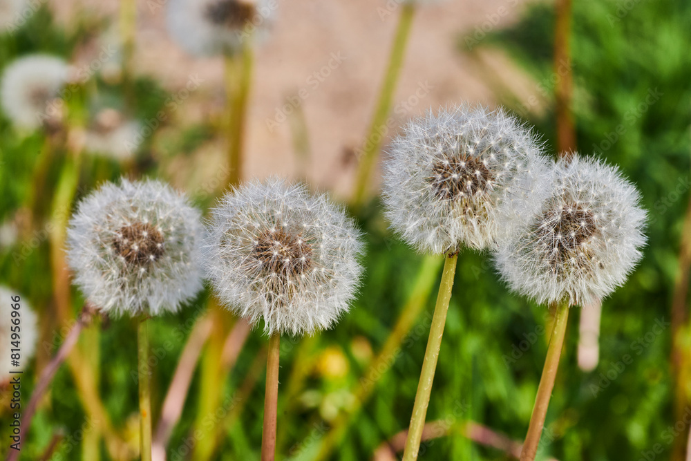 Close-Up of Dandelion Seed Heads Against Green Bokeh Background Close-Up of Dandelion Seed Heads Against Green Bokeh Background