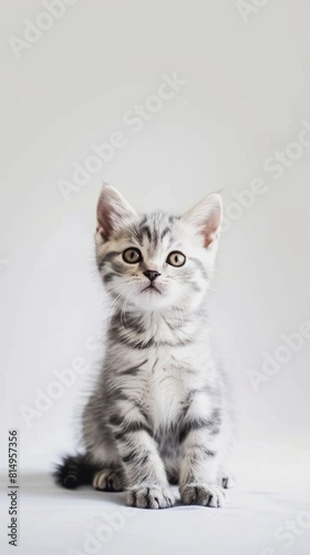 American Shorthair cat