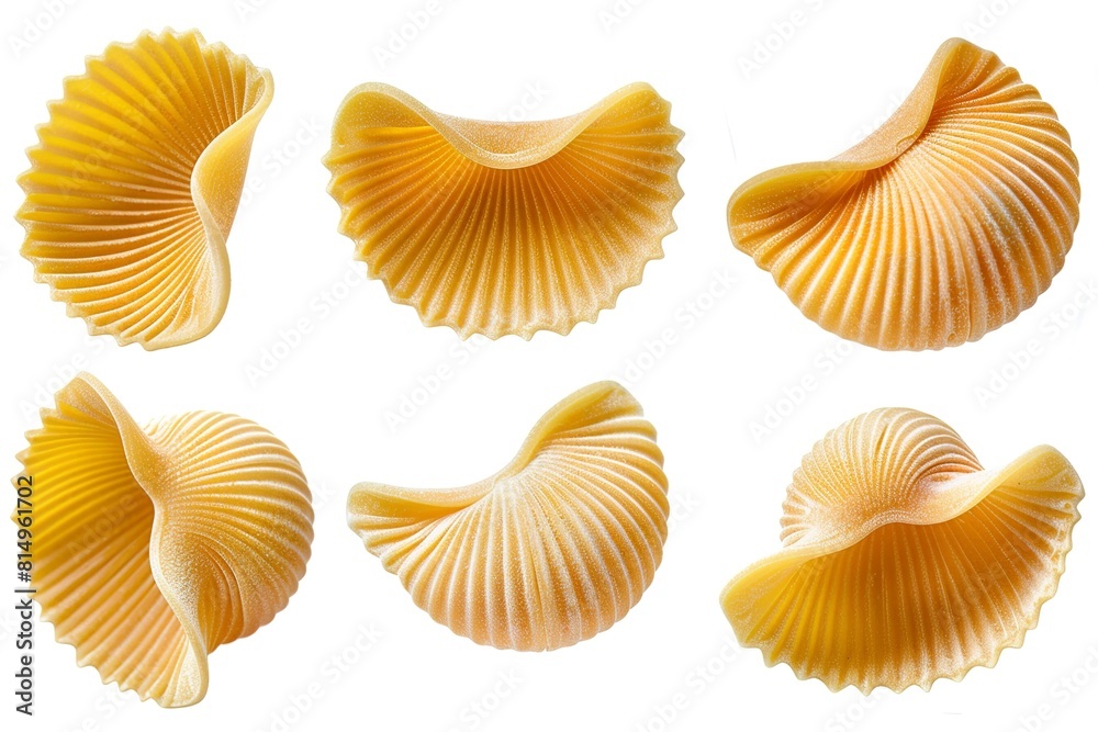 Raw conchiglie pasta isolated on white set Raw conchiglie pasta isolated on white set