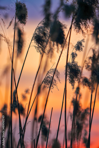 Amazing dried reed on a background sunset.