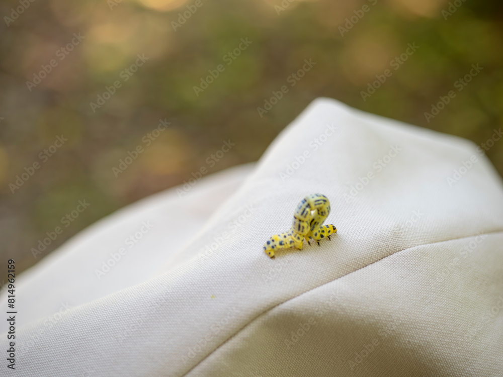 Obraz premium 白い帽子の上を歩くシャクトリムシ