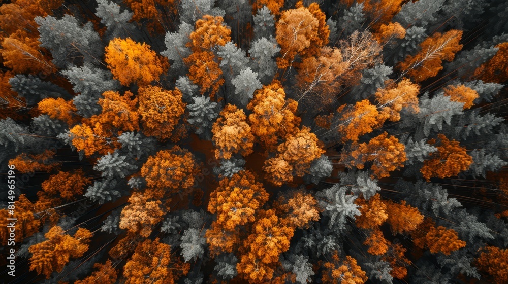A bird's-eye perspective of a grove of trees with orange and gray foliage, focusing on their canopies A bird's-eye perspective of a grove of trees with orange and gray foliage, focusing on their canopies