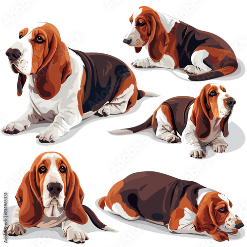 Basset Hound Dog - Isolated Vector Illustration on White Background