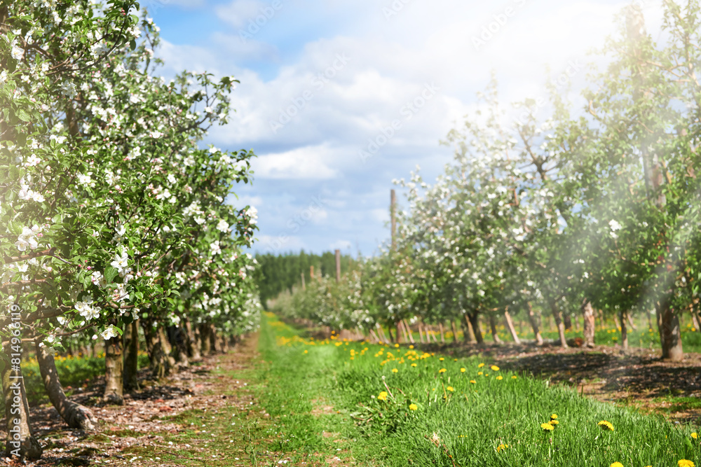 Naklejka premium Blossoming Apple orchard. Apple trees in row in farm in spring time. Seedling nursery. Concept of spring sowing, agriculture, field work and technologies in agriculture.