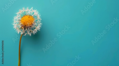  A solitary dandelion bloom against a blue backdrop