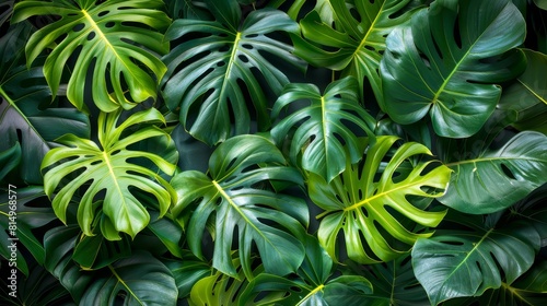  A tight shot of a verdant plant brimming with lush green leaves