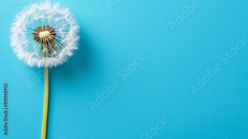 A solitary dandelion against a blue backdrop