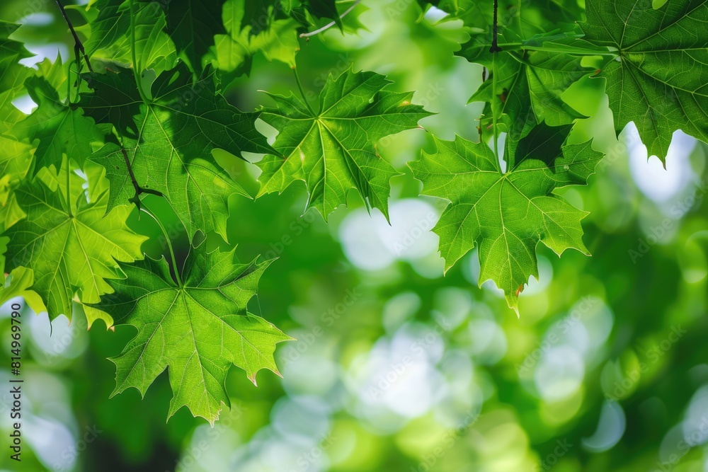Green Background Leaves. Closeup of Bright Green Maple Tree Foliage Green Background Leaves. Closeup of Bright Green Maple Tree Foliage