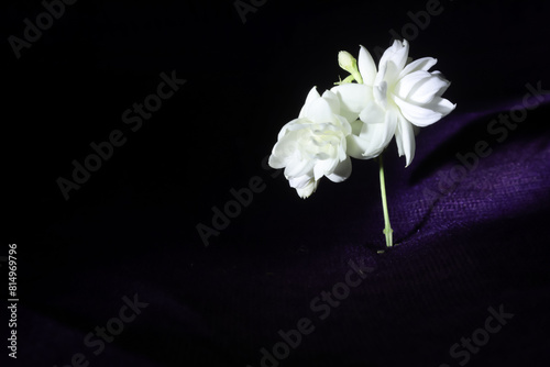 White flower with the isoleted white background photo