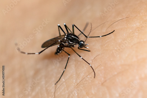 Adult female Asian tiger mosquito, Aedes albopictus, taking a blood meal on a human host.